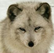   polarfox