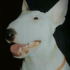   Bullterrier