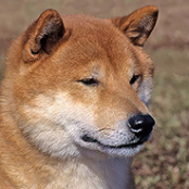   DogeDev