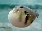   FishFugu